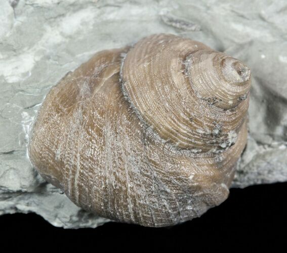 Nice Fossil Gastropod (Cyclonema) - Ohio #57825